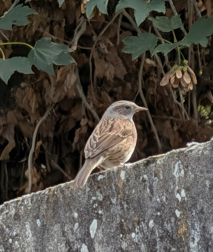 Dunnock