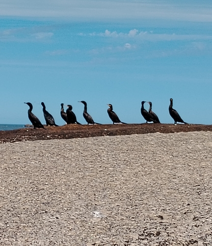 Neotropic Cormorant