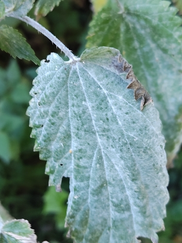 Nettle Powdery Mildew
