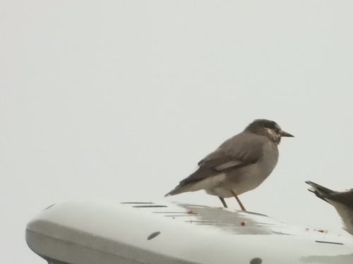 White-cheeked Starling