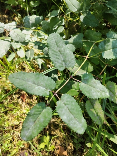 Great burnet