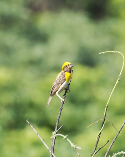 Baya Weaver