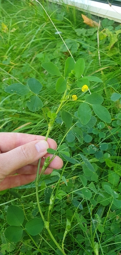 Black Medick