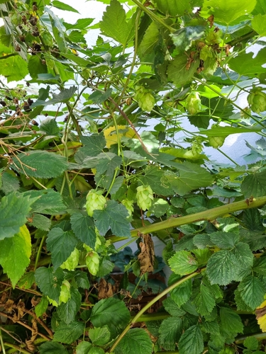 common hops