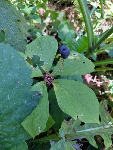 Herb Paris