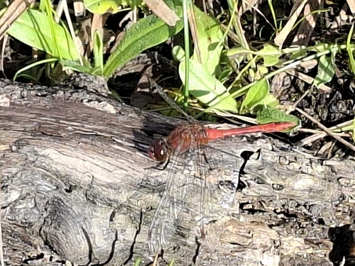 Ruddy Darter