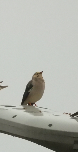 Red-billed Starling