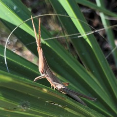 Achurum carinatum