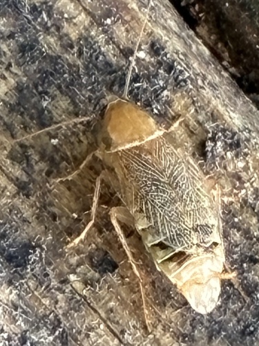 Variable Cockroach