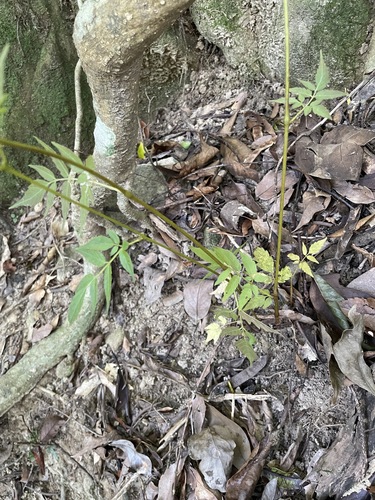 Nekemias cantoniensis, 2026-09-26