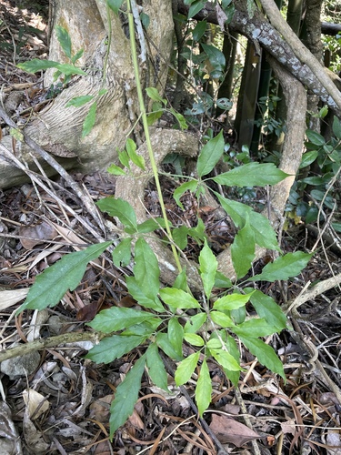 Vitex quinata observed 2026-09-26