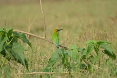 Merops orientalis