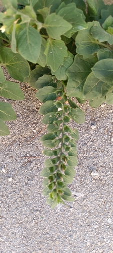 white henbane