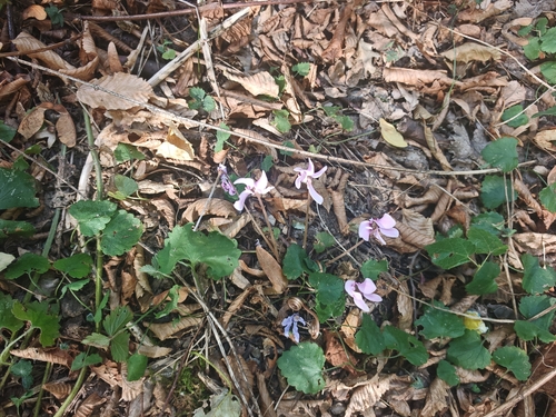 Ivy-leaved cyclamen