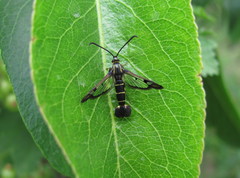Synanthedon tipuliformis