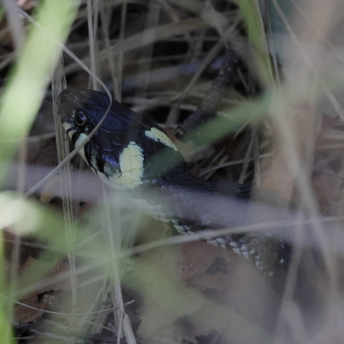 grass snake