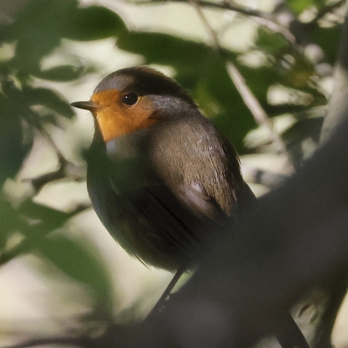 European Robin