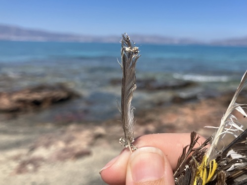 Plume de Bergeronnette printanière