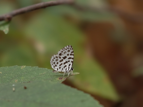 Forest Pierrot