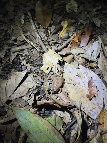 Austrochaperina observed 2026-08-26