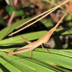 Achurum carinatum