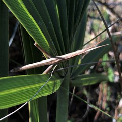 Achurum carinatum