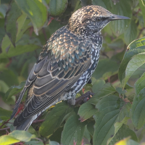 European Starling