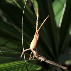 Achurum carinatum