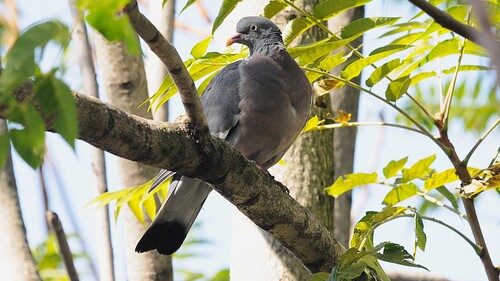 Common Wood-Pigeon