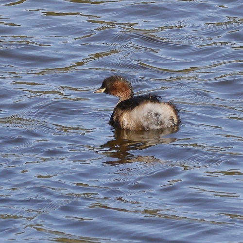Little Grebe