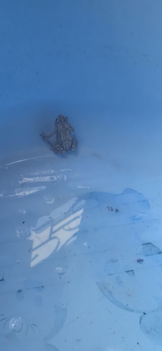 Asian Common Toad