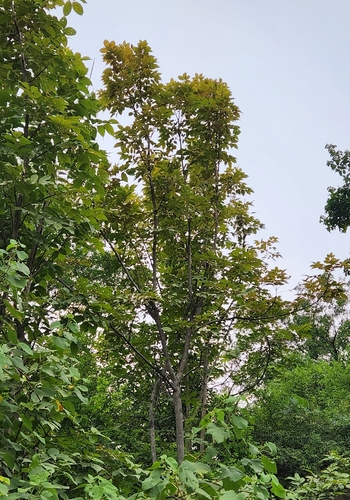 Stereospermum colais observed 2026-09-12