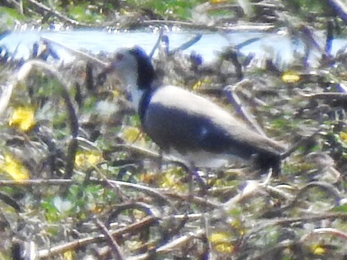 iNaturalist image