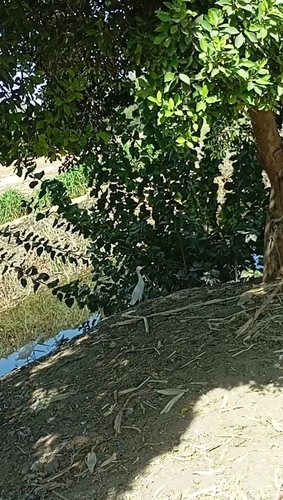 Western Cattle-Egret