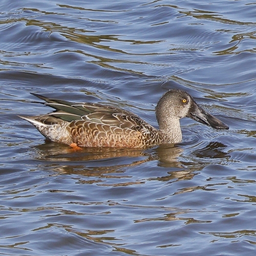 Northern Shoveler