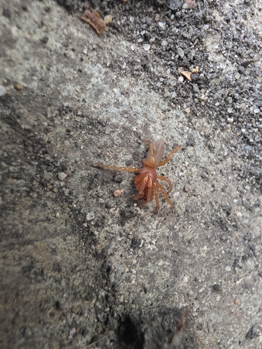 Woodlouse Spider