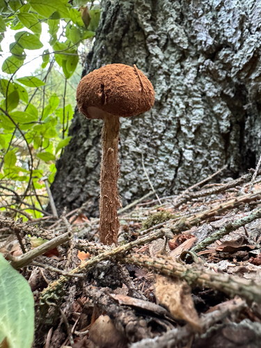Sandy Stilt-puffball