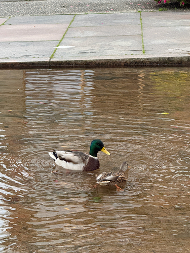 Mallard