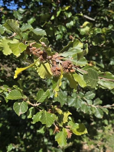 European beech