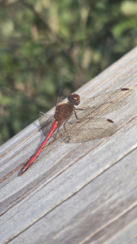Autumn Meadowhawk