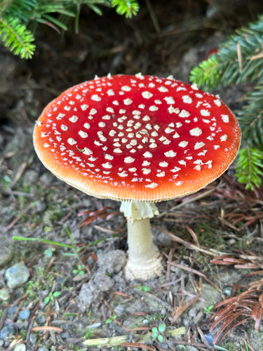 Fly Agaric