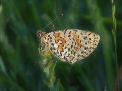 Melitaea didyma
