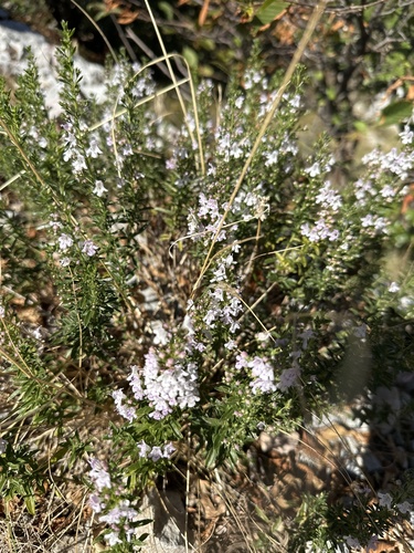 Winter Savory