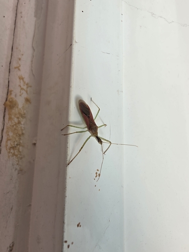 Leafhopper Assassin Bug