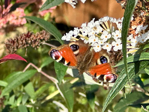 European Peacock Butterfly