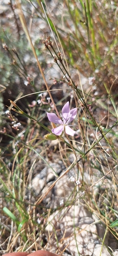 Dianthus ciliatus
