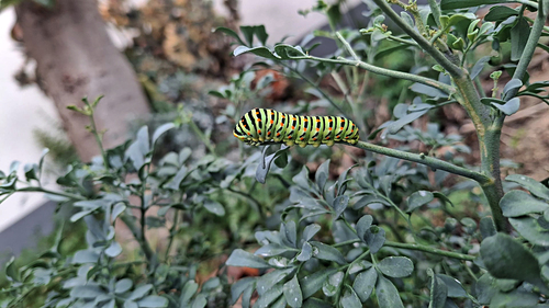 Old World Swallowtail