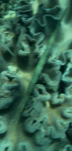 Blue-spotted Cornetfish