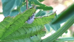 Foucartia squamulata