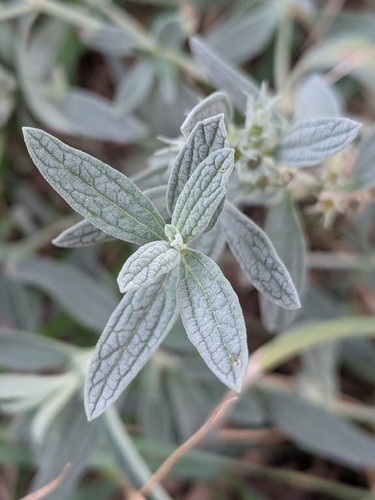 Marrubium peregrinum observed 2026-09-27